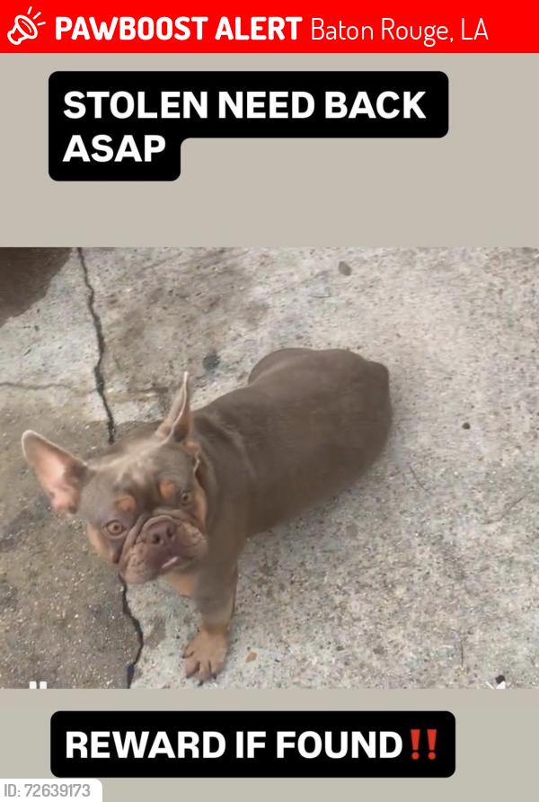 Lost Female Dog last seen Victoria Dr , Baton Rouge, LA 70805