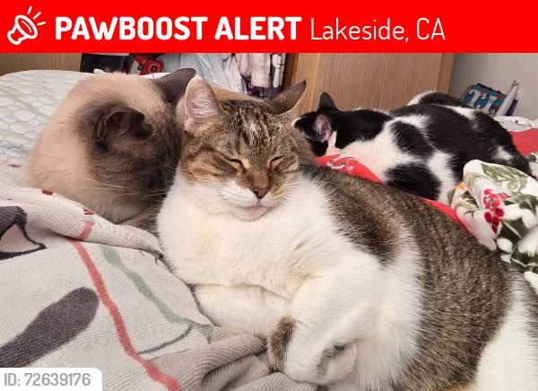 Lost Female Cat last seen Golden ridge , Lakeside, CA 92040