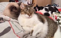 Lost Female Cat last seen Golden ridge , Lakeside, CA 92040