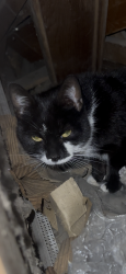 Found/Stray Female Cat last seen Altoona, Altoona, PA 16602