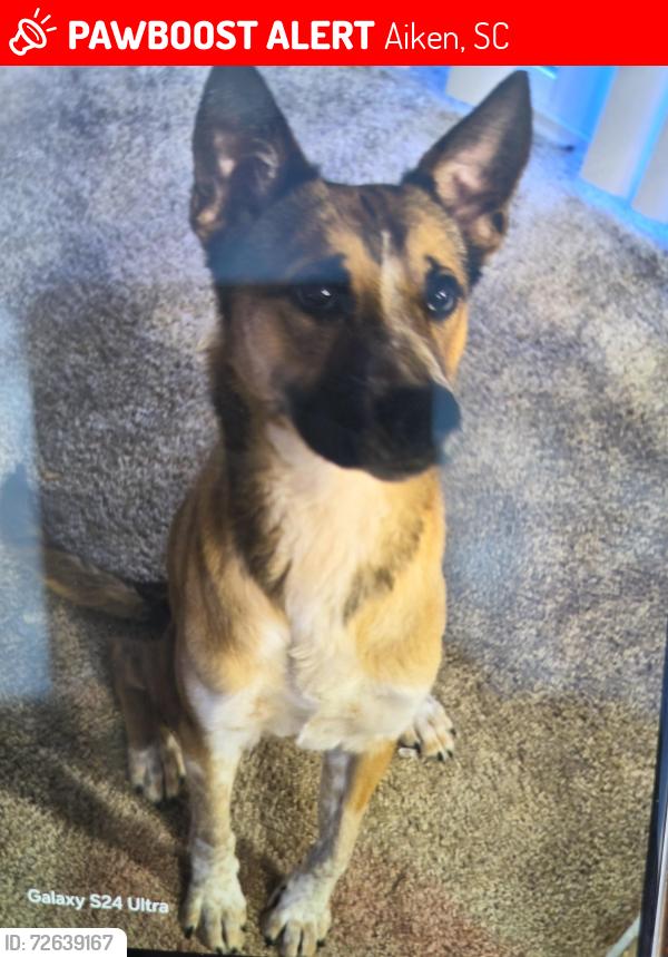 Lost Male Dog last seen Was on the i 20 when he forced his way out of a window that was slightly ajar I slowed down as much as possible and went to the inside of the intersection , Aiken, SC 29801