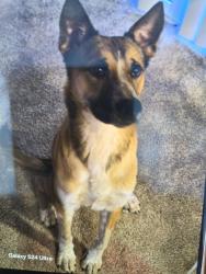 Lost Male Dog last seen Was on the i 20 when he forced his way out of a window that was slightly ajar I slowed down as much as possible and went to the inside of the intersection , Aiken, SC 29801