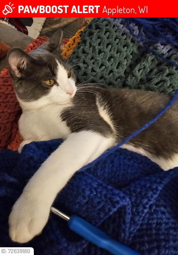 Lost Male Cat last seen Parkway Dr. And Appleton St., Appleton, WI 54911