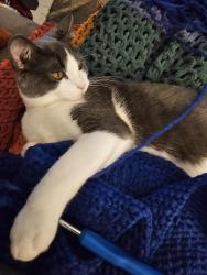 Lost Male Cat last seen Parkway Dr. And Appleton St., Appleton, WI 54911