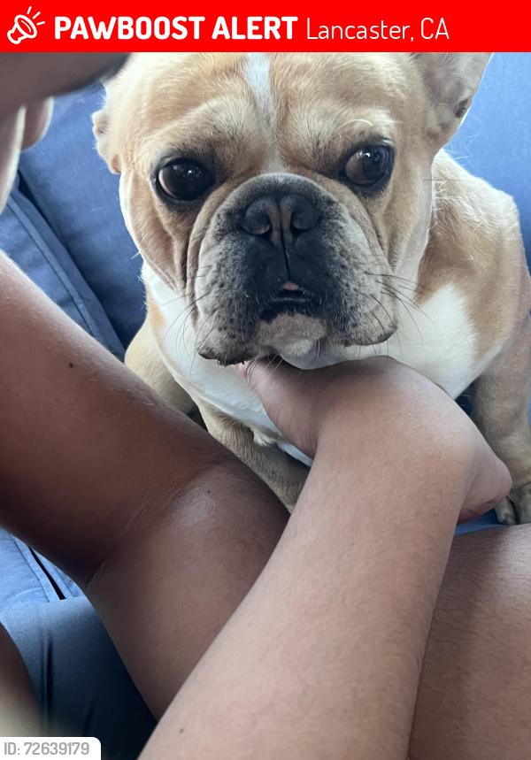 Lost Male Dog last seen Avenue j 4 , Lancaster, CA 93534