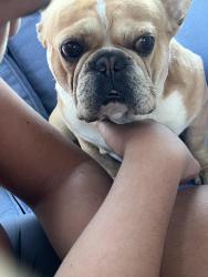Lost Male Dog last seen Avenue j 4 , Lancaster, CA 93534