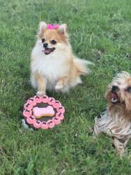 Lost Female Dog last seen Wesson rd Arlington TX , Arlington, TX 76002