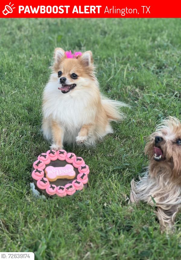 Lost Female Dog last seen Wesson rd Arlington TX , Arlington, TX 76002