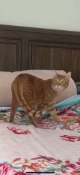 Lost Male Cat last seen Founders Ridge, Dripping Springs, TX 78620