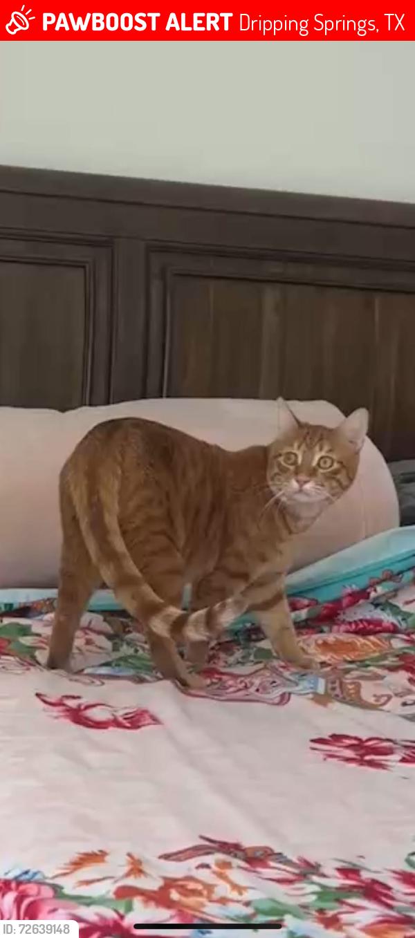 Lost Male Cat last seen Founders Ridge, Dripping Springs, TX 78620