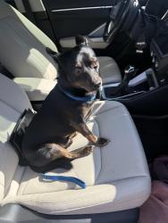 Found/Stray Male Dog last seen Hamburg 40409, Lexington, KY 40509