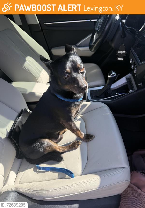 Found/Stray Male Dog last seen Hamburg 40409, Lexington, KY 40509