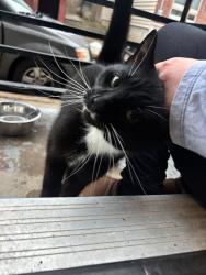 Found/Stray Female Cat last seen 19th and Tasker , Philadelphia, PA 19145