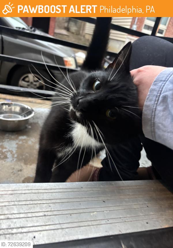 Found/Stray Female Cat last seen 19th and Tasker , Philadelphia, PA 19145