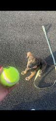 Lost Female Dog last seen Crunch fitness Tyler tx, Tyler, TX 75703