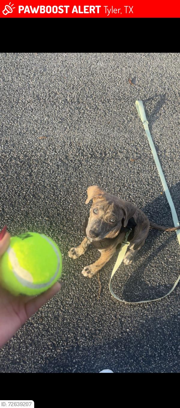 Lost Female Dog last seen Crunch fitness Tyler tx, Tyler, TX 75703