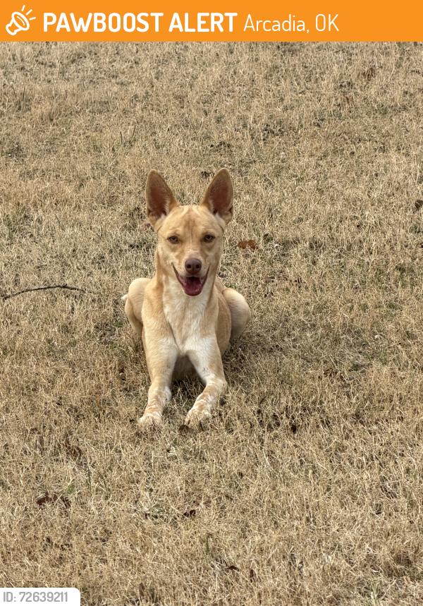 Found/Stray Female Dog last seen Covell & Post, Arcadia, OK 73007