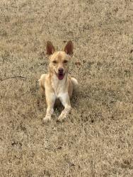 Found/Stray Female Dog last seen Covell & Post, Arcadia, OK 73007