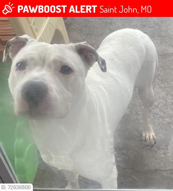 Lost Female Dog last seen North & South, Harry’s Lane & St Charles Rock Road, Saint John, MO 63114
