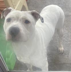 Lost Female Dog last seen North & South, Harry’s Lane & St Charles Rock Road, Saint John, MO 63114