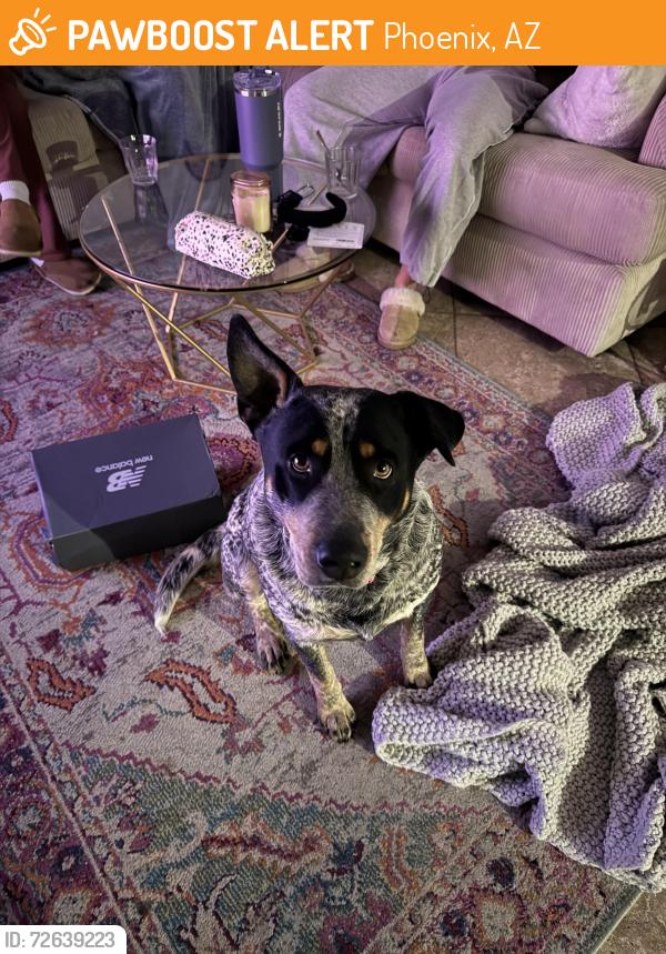 Found/Stray Male Dog last seen 44th and Indian School, Phoenix, AZ 85018