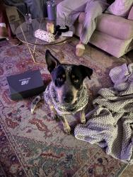 Found/Stray Male Dog last seen 44th and Indian School, Phoenix, AZ 85018