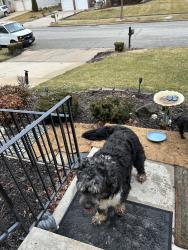 Found/Stray Unknown Dog last seen Rt450 and Forbe, Lanham, MD 20706