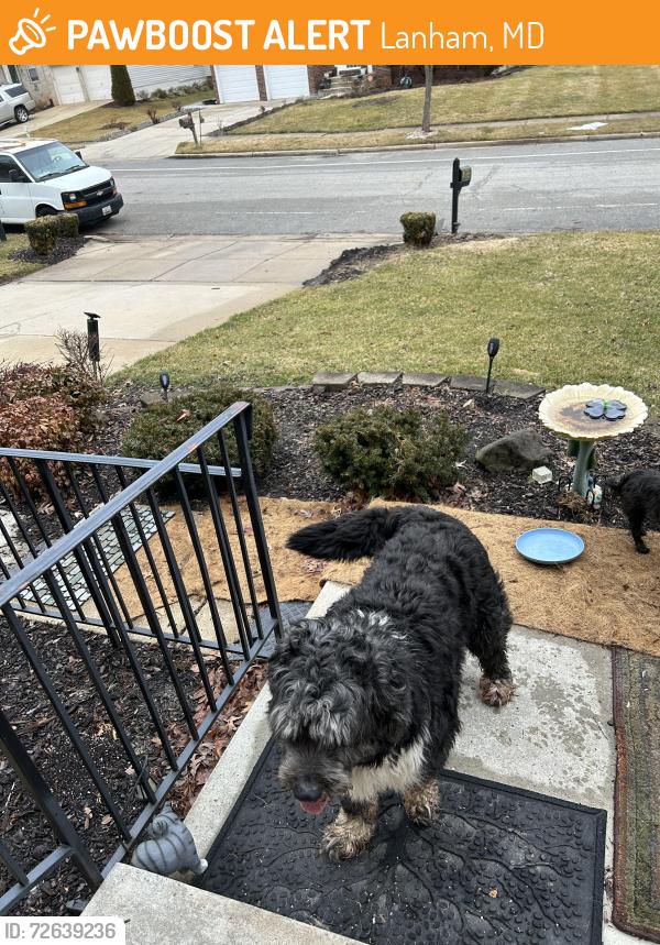 Found/Stray Unknown Dog last seen Rt450 and Forbe, Lanham, MD 20706