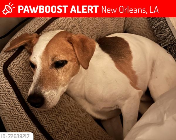Lost Male Dog last seen Banks St & S Carrollton Ave, New Orleans, LA 70119
