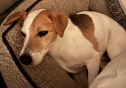 Lost Male Dog last seen Banks St & S Carrollton Ave, New Orleans, LA 70119