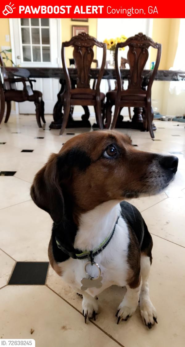 Lost Female Dog last seen Kirland Rd, Covington, GA 30016