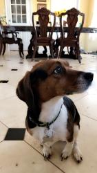 Lost Female Dog last seen Kirland Rd, Covington, GA 30016