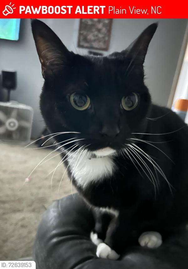 Lost Female Cat last seen Hawley Rd and US 421 , Plain View, NC 28334