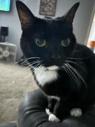 Lost Female Cat last seen Hawley Rd and US 421 , Plain View, NC 28334