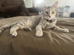 Lost Female Cat last seen Serena avenue and lake , Oceanside, CA 92056