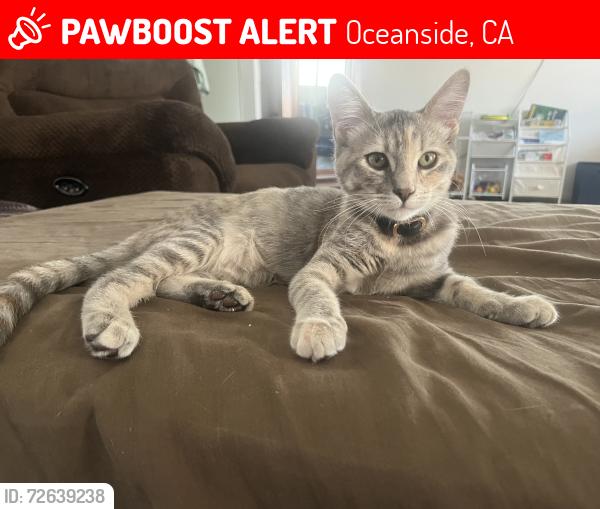 Lost Female Cat last seen Serena avenue and lake , Oceanside, CA 92056