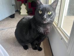 Lost Male Cat last seen S. Mountain View Corridor and w 4100 south , West Valley City, UT 84120