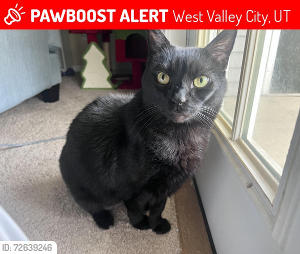 Lost Male Cat last seen S. Mountain View Corridor and w 4100 south , West Valley City, UT 84120