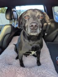 Found/Stray Male Dog last seen Castle Dr and Hill Rd , Boise, ID 83703