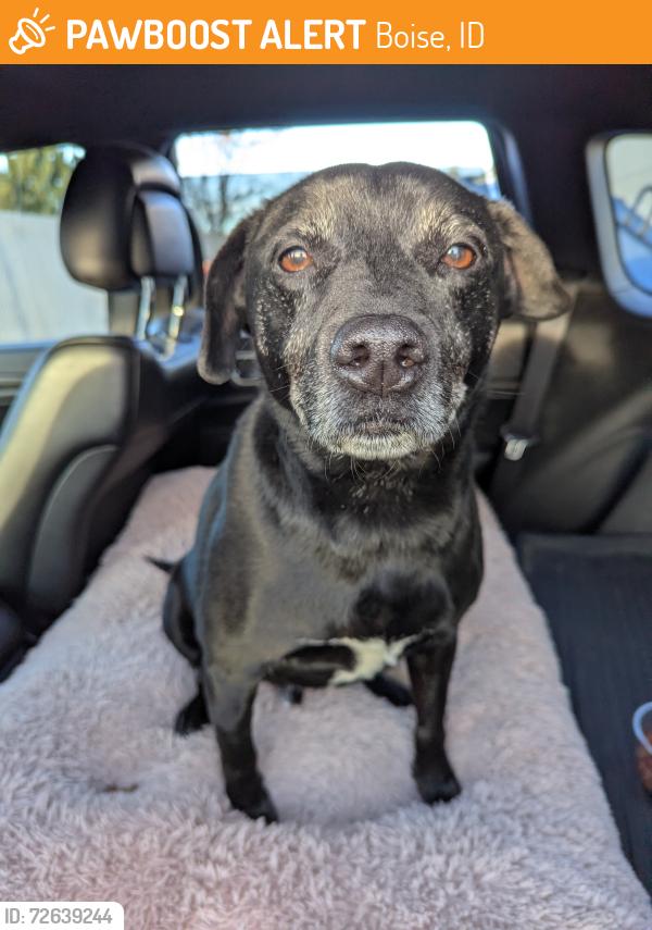 Found/Stray Male Dog last seen Castle Dr and Hill Rd , Boise, ID 83703