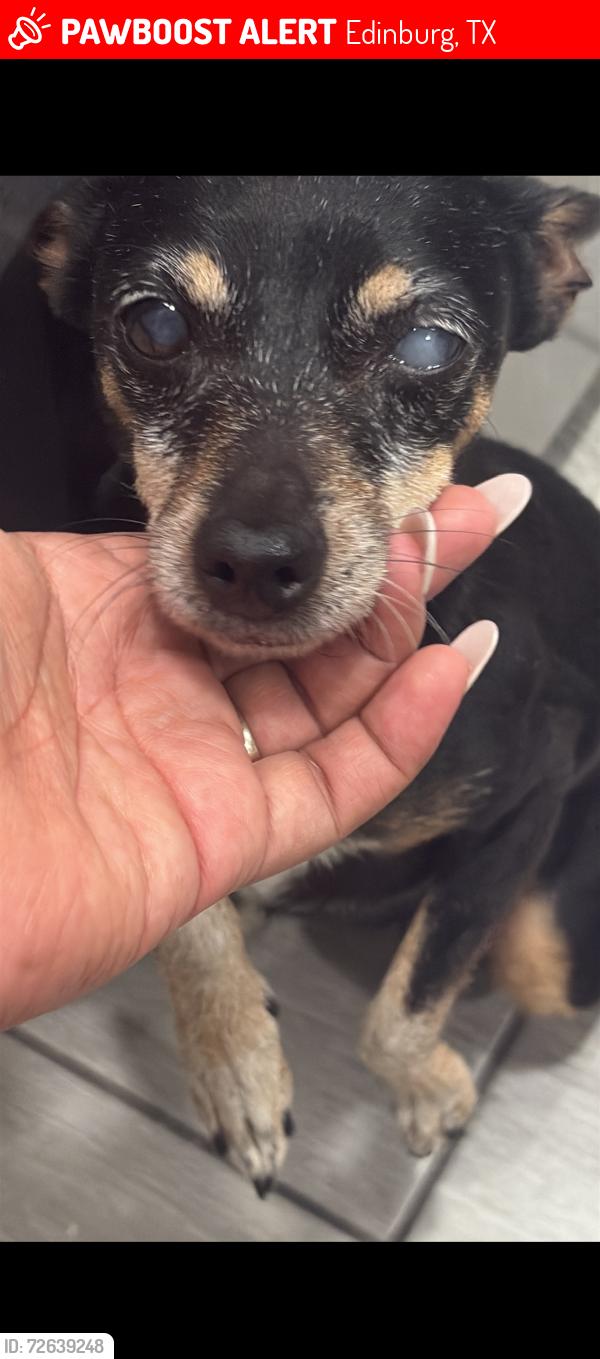 Lost Female Dog last seen Sugar rd, 17 1/2, Edinburg, TX 78541