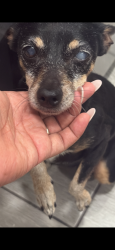 Lost Female Dog last seen Sugar rd, 17 1/2, Edinburg, TX 78541