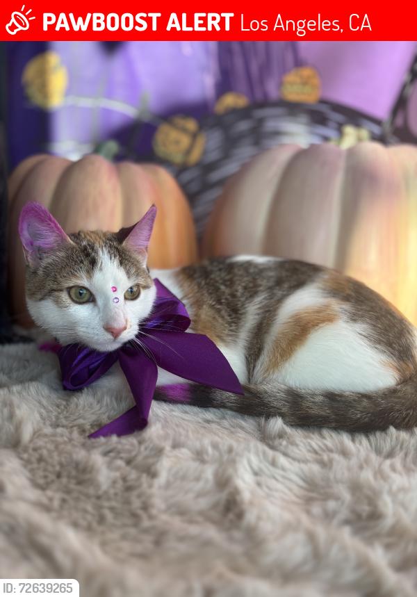 Lost Female Cat last seen Western avenue, Los Angeles, CA 90044