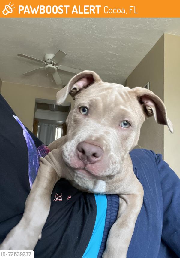 Found/Stray Male Dog last seen Power Boxes in between 1558 university lane  apmts , Cocoa, FL 32922