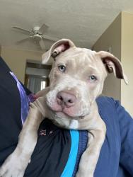 Found/Stray Male Dog last seen Power Boxes in between 1558 university lane  apmts , Cocoa, FL 32922