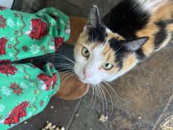 Found/Stray Female Cat last seen Camino Real, Monrovia, CA 91016