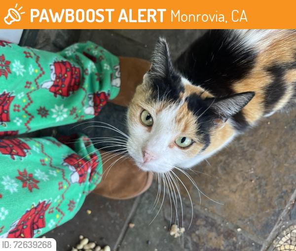 Found/Stray Female Cat last seen Camino Real, Monrovia, CA 91016