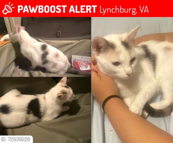 Lost Female Cat last seen Corner of 400 block of Langhorne Lane and Sus Street (at stop light), Lynchburg, VA 24501