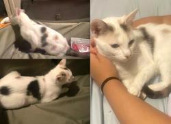Lost Female Cat last seen Corner of 400 block of Langhorne Lane and Sus Street (at stop light), Lynchburg, VA 24501
