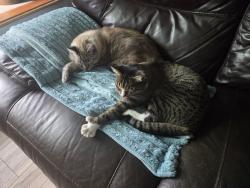 Lost Female Cat last seen Chet @ Pensdale, New Port Richey, FL 34652